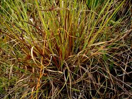 Image result for Rhynchospora rubra