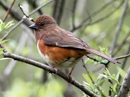 Image result for towhee