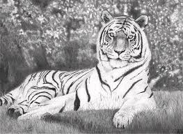 Drawing tutorials of white tiger. White Tiger Resting Drawing By James Schultz