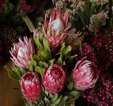Image result for Protea argyrea