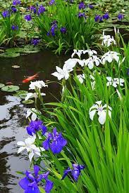 Water iris will grow well in water gardens or in low, soggy ground. Japanese Garden Japanese Garden Beautiful Gardens Water Garden