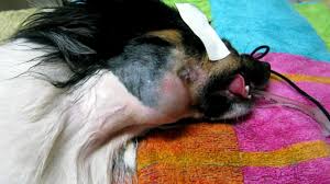 Mast cell tumors can also appear on the cat's skin, usually on the head or neck. Cat Has Lump On Neck Under Skin