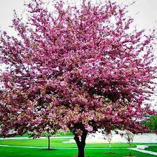 Maybe you would like to learn more about one of these? Profusion Crabapple Tree Crabapple Tree Flowering Crabapple Tree Crab Apple
