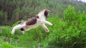 Their Ability To Land On Their Feet And Absorb Impact Makes Them Practically Immune To Fall Damage So Rest Assured It S Okay To Cats Funny Cat Videos Cat Gif
