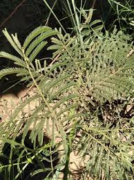 Image result for Acacia polyacantha