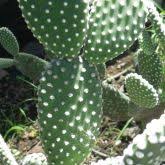 Microdasys translates to small and shaggy. Bunny Ears Or Golden Bristle Cactus Business Queensland
