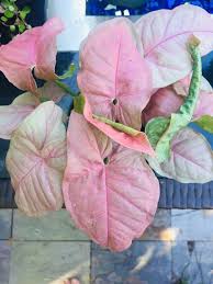 Pink Arrowhead Syngonium Podophyllum Live House Plant Pink Arrowhead Syngo Arrowhead House Live Pink Plant Live House Plants House Plants Plants
