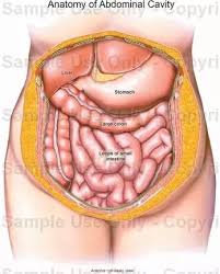 Pain under the ribs in this area can indicate an issue affecting one of these organs. Why Do I Have Pain Under My Left Rib Cage After Eating Quora