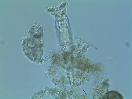 Image result for Eragrostis rotifer