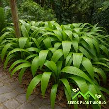 Image result for Curculigo