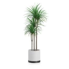 Potted Dracena Plant Dracena Plant Dracena Plants