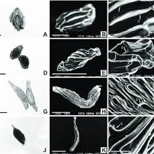 Image result for Rhipidoglossum ovale
