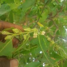 Image result for Diospyros mespiliformis
