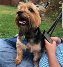 Yorkie Size Yorkshire Terrier Information Center