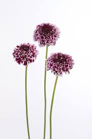 Image result for Kotschya scaberrima