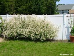 May 18, 2016 · common names: Dappled Willow Tree In Winter