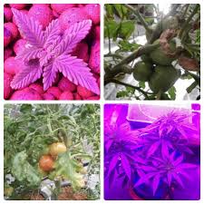 Maybe you would like to learn more about one of these? King Plus 1500w Led Grow Light Review In 2021 100 Steal At This Price Tag