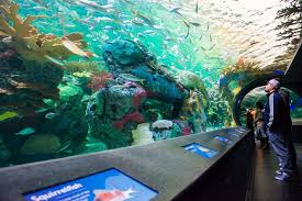 Toronto S Ripley S Aquarium Is Officially Open For Business Ripley Aquarium Underwater World Aquarium