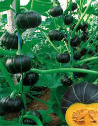 The soft, moist, fluffy flesh is surprisingly sweet and slightly nutty. Good Flavor Hybrid Japanese Pumpkin Seed For Cultivation For Sale Buy Japanese Pumpkin Seed Bulk Pumpkin Seed Raw Pumpkin Seeds Product On Alibaba Com