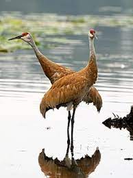 Whooping crane trying to catch lizzard coloring page. Crane Bird Wikipedia