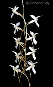Image result for Aerangis stelligera