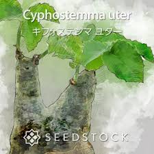 Image result for Eriospermum porphyrium