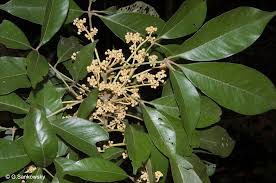 Image result for Argyrolobium macrophyllum