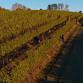 Vineyard Walk