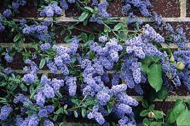 Ceanothus Rhs Gardening Garden Care California Lilac Plants