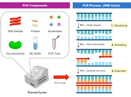 Pcr Bioninja