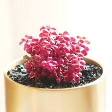 Image result for Pilea