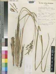 Image result for Alloeochaete namuliensis