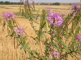 Image result for Cleome monophylloides