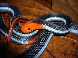 Animals Animals Animals Coral Snake Reptile Snakes Snake