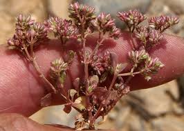 Image result for Polycarpon tetraphyllum