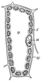 We did not find results for: Plant Cell Clipart Etc