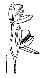 Image result for Isachne kiyalaensis