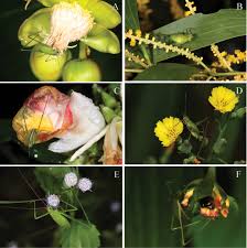 Check spelling or type a new query. Overlooked Flower Visiting Orthoptera In Southeast Asia
