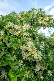 Image result for Pereskia aculeata