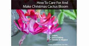 By rooting your cactus in water, you can try getting more plants without buying them since you use plants you already have. How To Make A Christmas Cactus Bloom Grow Details
