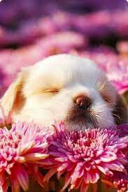 Are You Ready To Learn What Dogs Dream About Cute Animals Animals Beautiful Cute Dogs