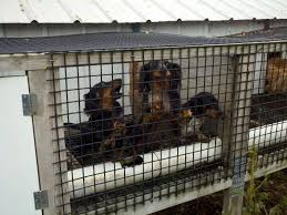 The wide price range is due to many factors to consider. Doxies Rescued From Ohio Amish Puppy Mill October 1 Dachshund Delights Site Puppy Mills Puppies Rescue Dogs