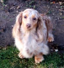 We did not find results for: Long Hair Silver Dapple Dapple Dachshund Novocom Top