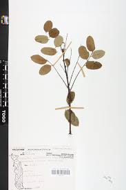 Image result for Phyllanthus muellerianus