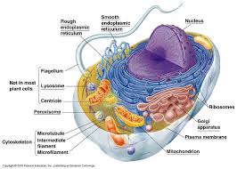 Cell wall (plant cells only): Animal Cells Animal Cell Cell Model Cell Biology