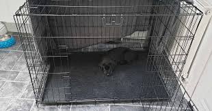 Maybe you would like to learn more about one of these? Vet Q A Why Do Puppies Cry At Night Pdsa