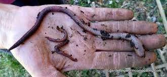 The dirt contains decomposing leaves and roots, and the worm's body extracts these nutrients from the soil. Red Wiggler Compared To A Nightcrawler Earthworm Gardening Composting And Worm Composting