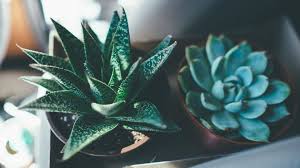 Aesthetic Succulents Wallpapers Top Free Aesthetic Succulents Backgrounds Wallpaperaccess Find the best high resolution desktop wallpaper on wallpapertag. aesthetic succulents wallpapers top