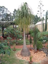 Image result for Beaucarnea