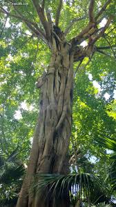 Image result for Ficus